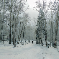 Buy canvas prints of Snow-covered city park with a lonely passer by Dobrydnev Sergei