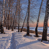 Buy canvas prints of Birch trees on the edge of a snow-covered river va by Dobrydnev Sergei