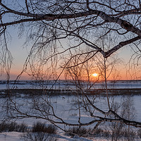 Buy canvas prints of Birch tree and setting sun on a winter evening by Dobrydnev Sergei