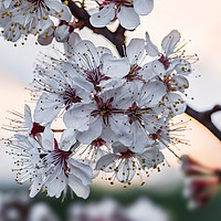 Buy canvas prints of Cherry tree branch with blossoming flowers by Dobrydnev Sergei