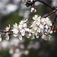 Buy canvas prints of Cherry tree branch with blossoming flowers  by Dobrydnev Sergei