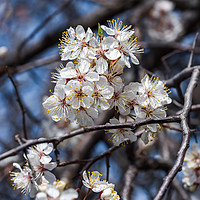Buy canvas prints of Cherry tree branch with blossoming flowers by Dobrydnev Sergei