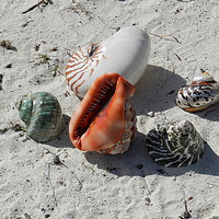 Buy canvas prints of Photos of some sea shells on the beach of Mauritiu by Matt Cass