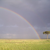 Buy canvas prints of Photo of a rainbow over the plains of the Masai Ma by Matt Cass