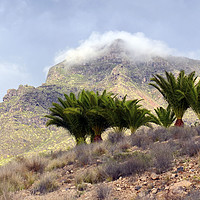 Buy canvas prints of Mountain landscape with palm trees. by Valentina Severinova