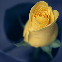 Buy canvas prints of Yellow rose on blue background by Olena Ivanova