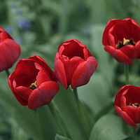 Buy canvas prints of Red tulips on nature background by Olena Ivanova