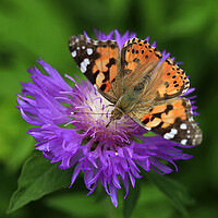 Buy canvas prints of Colorful butterfly on violet flower by Olena Ivanova