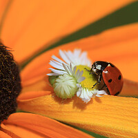 Buy canvas prints of Red ladybug sitting on chamomile by Olena Ivanova