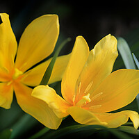 Buy canvas prints of Yellow tulips on nature background by Olena Ivanova