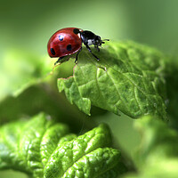 Buy canvas prints of Red ladybug sitting on green leaf by Olena Ivanova