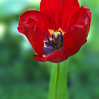 Buy canvas prints of Red tulip on green background by Olena Ivanova
