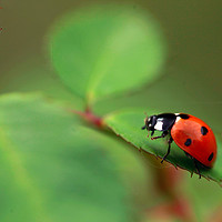 Buy canvas prints of red ladybug by Olena Ivanova
