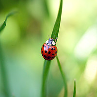 Buy canvas prints of red ladybug on green grass by Olena Ivanova