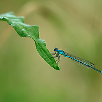 Buy canvas prints of blue dragonfly by Olena Ivanova