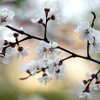 Buy canvas prints of white flowers on spring flowering tree by Olena Ivanova