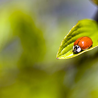 Buy canvas prints of red ladybug sitting on green leaf by Olena Ivanova