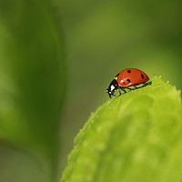 Buy canvas prints of red ladybug sitting on green leaf by Olena Ivanova