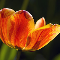 Buy canvas prints of spring sunny tulip by Olena Ivanova