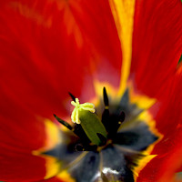 Buy canvas prints of red tulip close up by Olena Ivanova