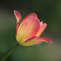 Buy canvas prints of beautiful tulip by Olena Ivanova