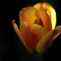 Buy canvas prints of yellow tulip on black by Olena Ivanova