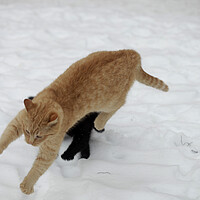 Buy canvas prints of A cat playing with a frisbee in the snow by Olena Ivanova