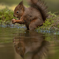 Buy canvas prints of A squirrel looking into a body of water by anthony meddes