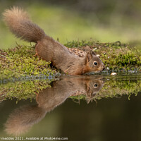 Buy canvas prints of A squirrel on a branch by anthony meddes