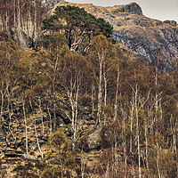 Buy canvas prints of Ancient Pine Tree, Glen Nevis, Scotland by Sally Morningstar