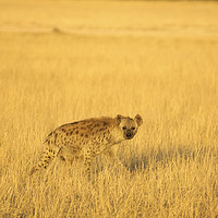 Buy canvas prints of Hyena at Sunset by Sean Clee
