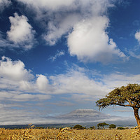 Buy canvas prints of Kilimanjaro by Sean Clee