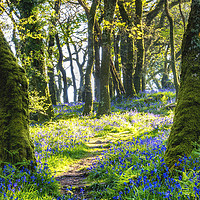 Buy canvas prints of The Secret Woods by Sean Clee