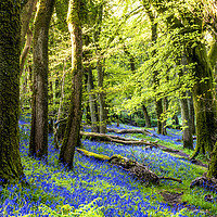 Buy canvas prints of The Bluebell Wood by Sean Clee