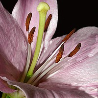 Buy canvas prints of Lily  by Steve Henson