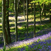 Buy canvas prints of Bluebell Wood by Richard Sealy