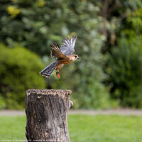 Buy canvas prints of Red Footed Falcon landing by Jon Jones