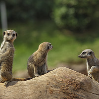 Buy canvas prints of Meerkats on guard by Jon Jones