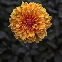 Buy canvas prints of Chrysanthemum in bloom by Jon Jones