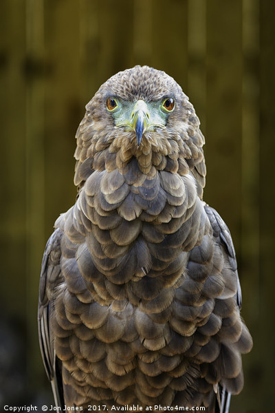 Female Bateleur Eagle Picture Board by Jon Jones