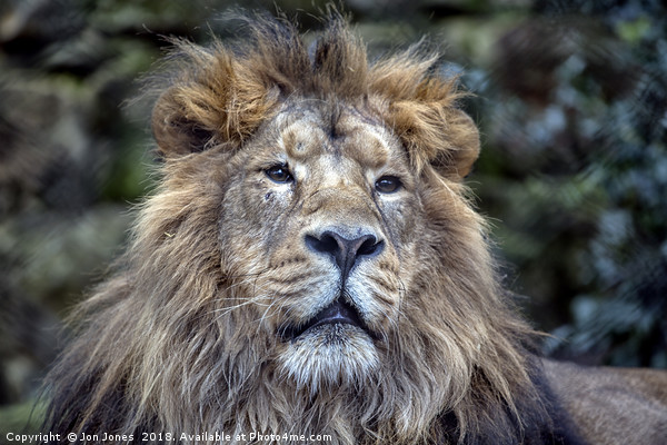 The African Male Lion Picture Board by Jon Jones