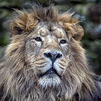 Buy canvas prints of The African Male Lion by Jon Jones