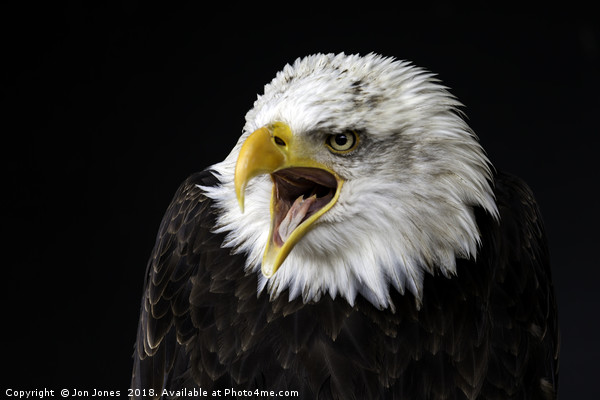 Bald Eagle Picture Board by Jon Jones