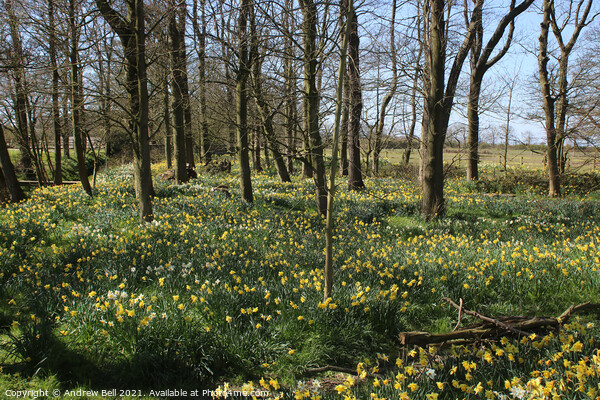 Daffodil wood. Picture Board by Andrew Bell
