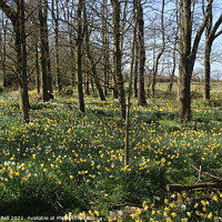 Buy canvas prints of Daffodil wood. by Andrew Bell