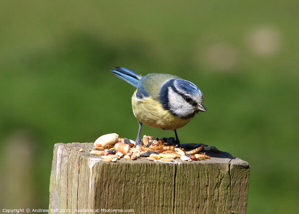 Blue Tit Picture Board by Andrew Bell