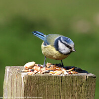 Buy canvas prints of Blue Tit by Andrew Bell
