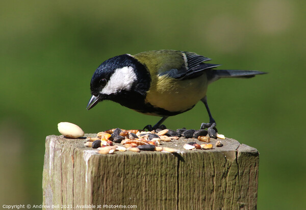 Great Tit Picture Board by Andrew Bell