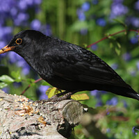 Buy canvas prints of Blackbird. by Andrew Bell