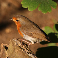 Buy canvas prints of Robin redbreast by Andrew Bell